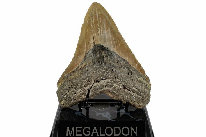 Serrated, Fossil Megalodon Tooth - North Carolina #199700